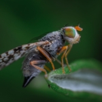 Drosophila melanogaster'da tehdit gösterimlerinin kontrolü bulundu